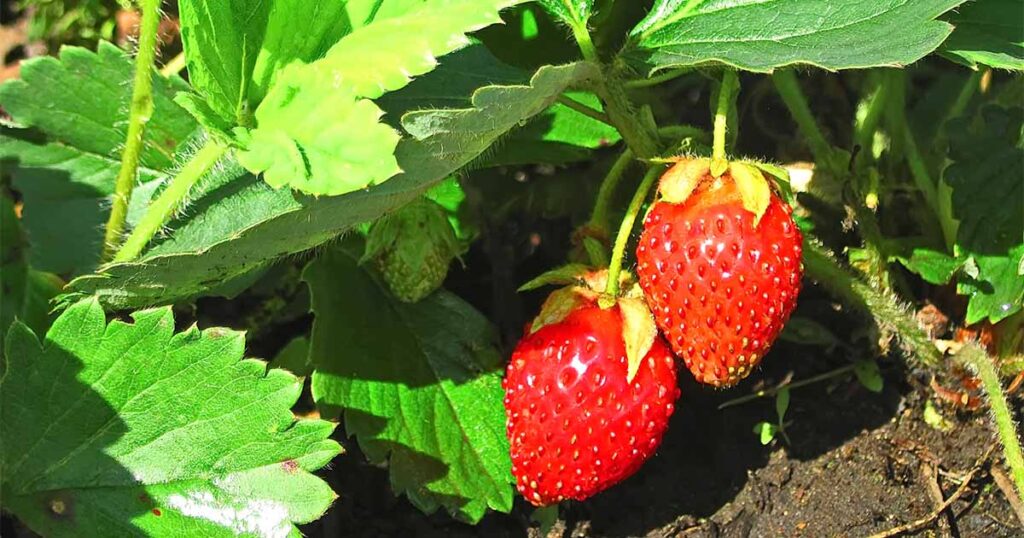 How to Grow the Best Strawberry Plants in Your Home Garden