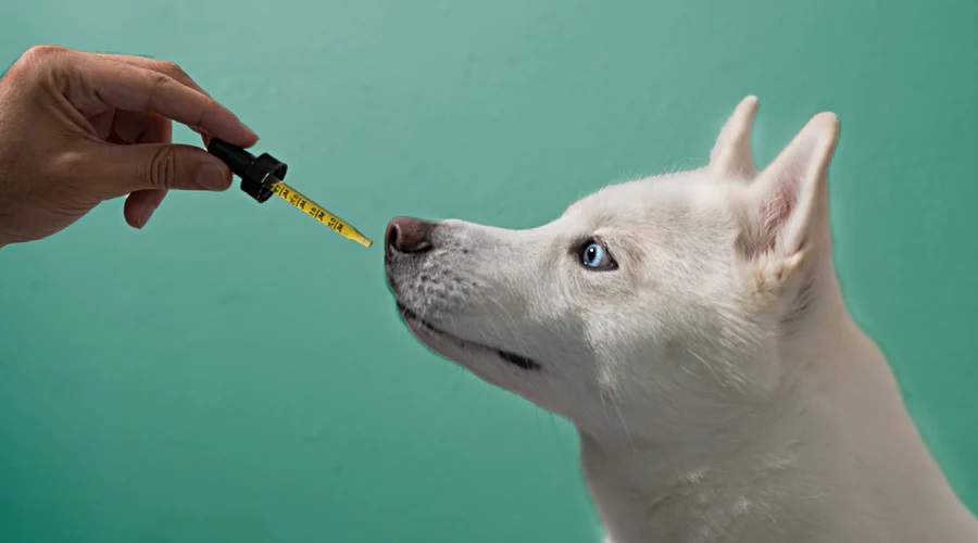 Tips for introducing CBD oil to your dog’s daily routine