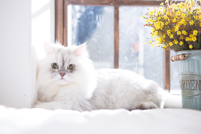 12 Unique Characteristics of Persian Cats